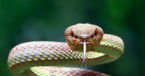 Dreaming About Killing a Snake: What does it Mean?