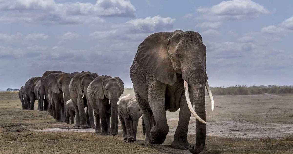 African Names for Elephants