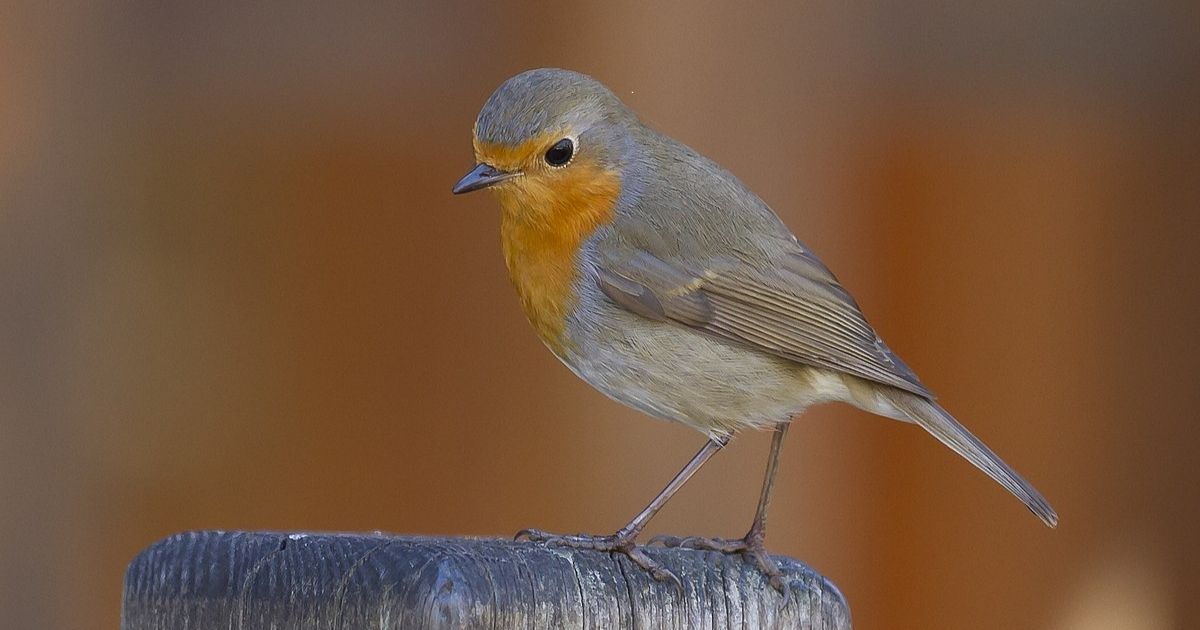 Classy Names For Robins