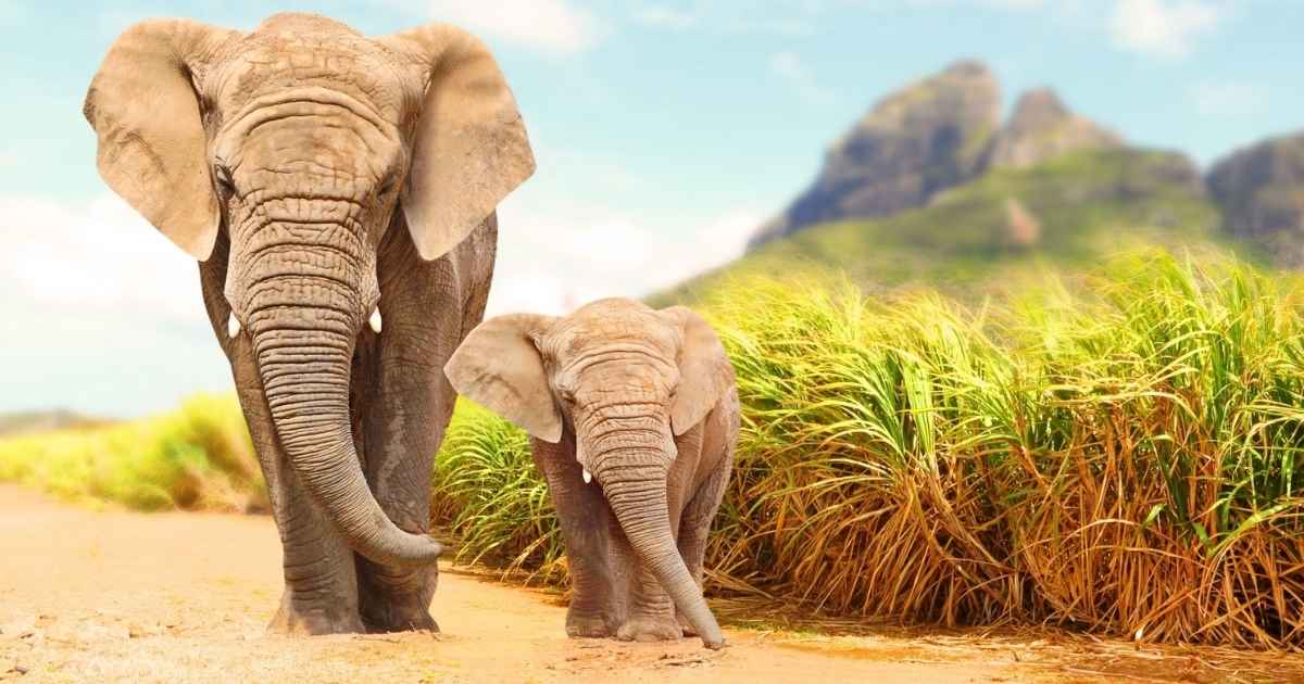 Creative and Unique Elephant Names from Around the World