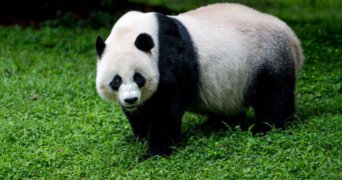 Female Panda Names