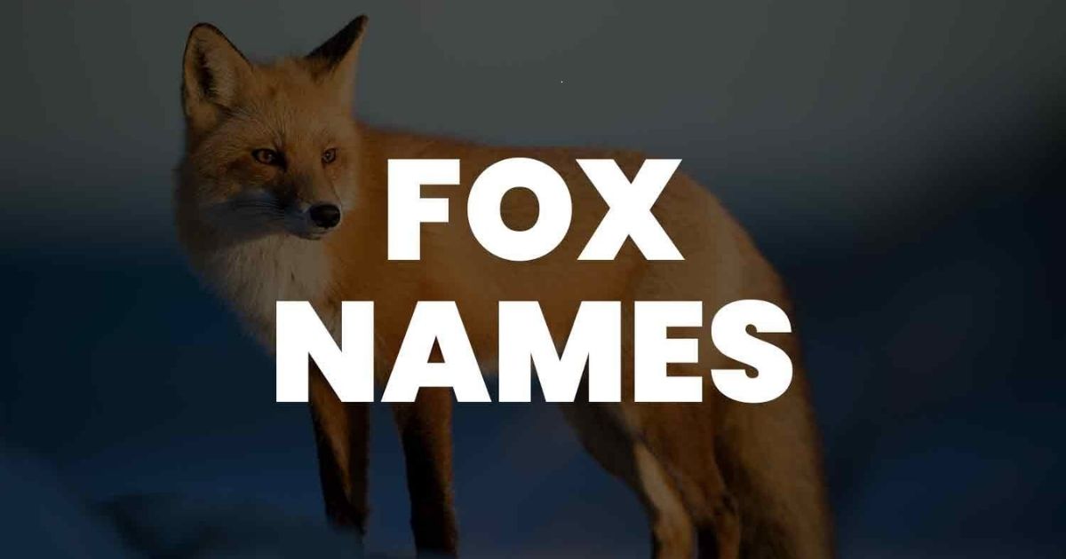 Fox Name Generator