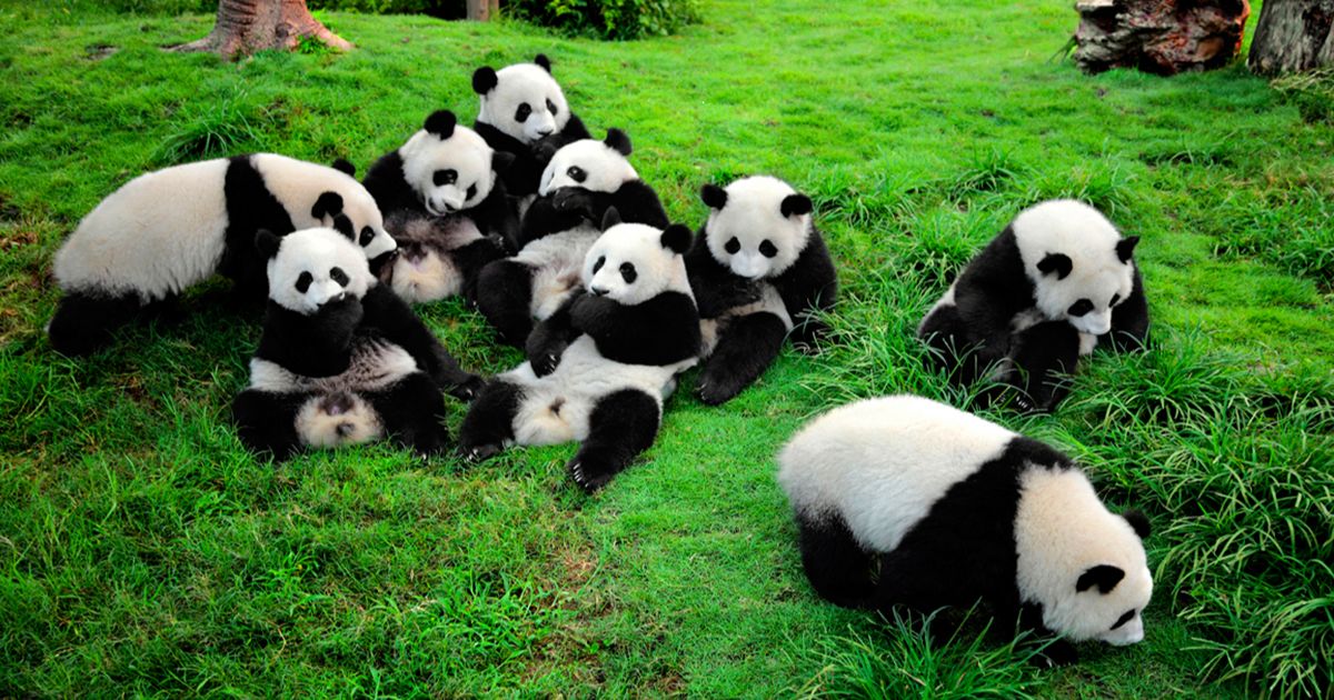 Funny Panda Names