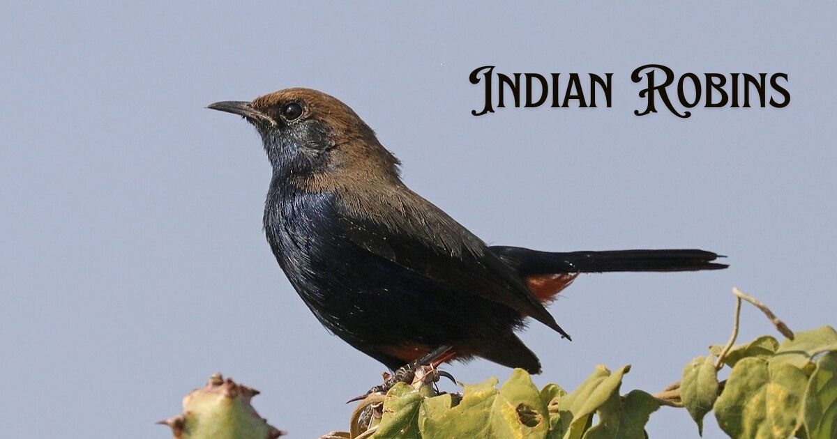 Indian Names For Robins