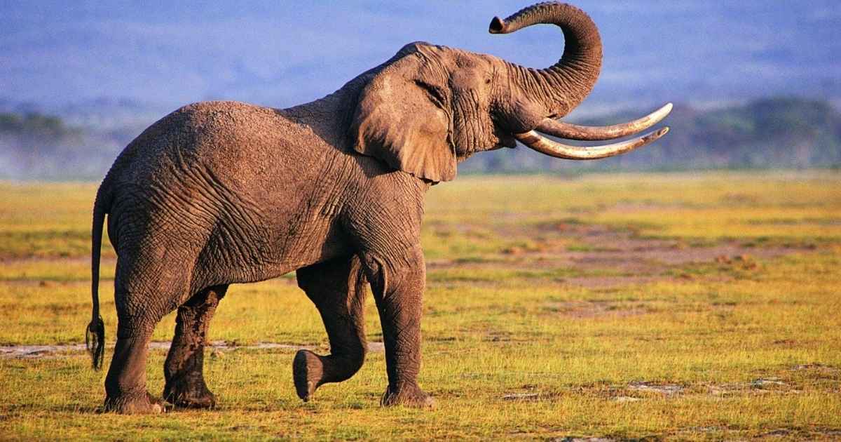 Mythical Names for Elephants