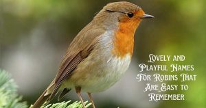 Lovely and Playful Names For Robins That Are Easy to Remember Lovely and Playful Names For Robins That Are Easy to Remember