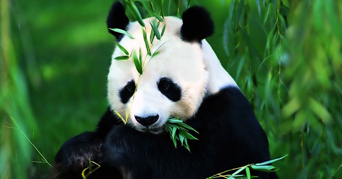 Nicknames for Pandas