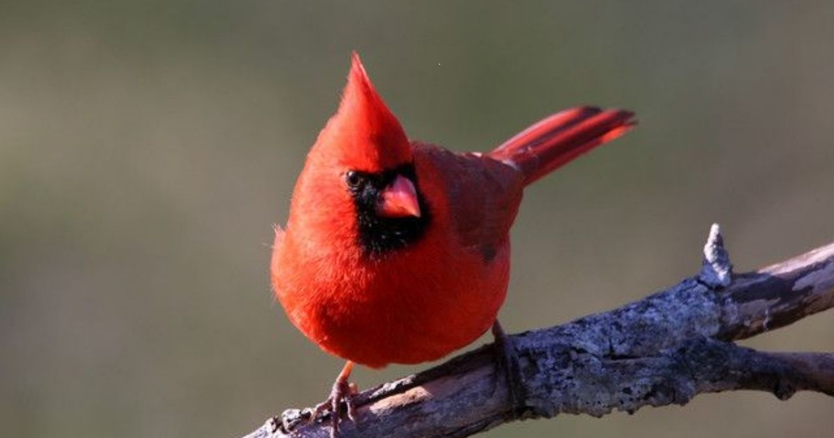 Red Color-Inspired Names For Robins