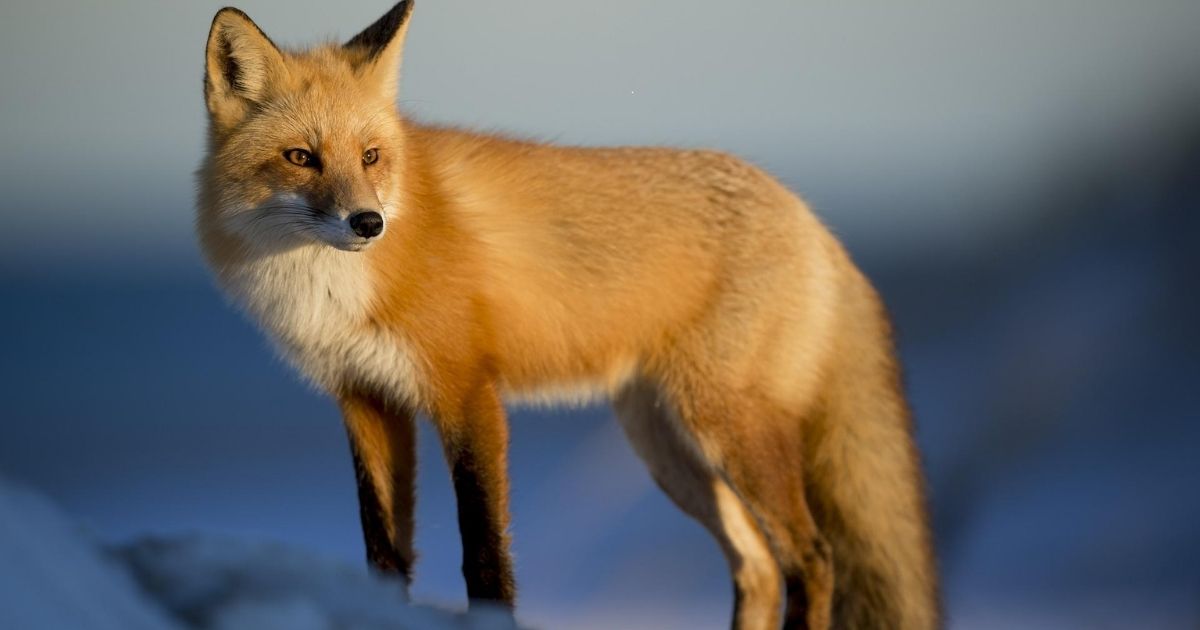 Top Female Fox Names