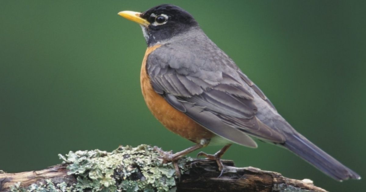 Unique Names For Robins