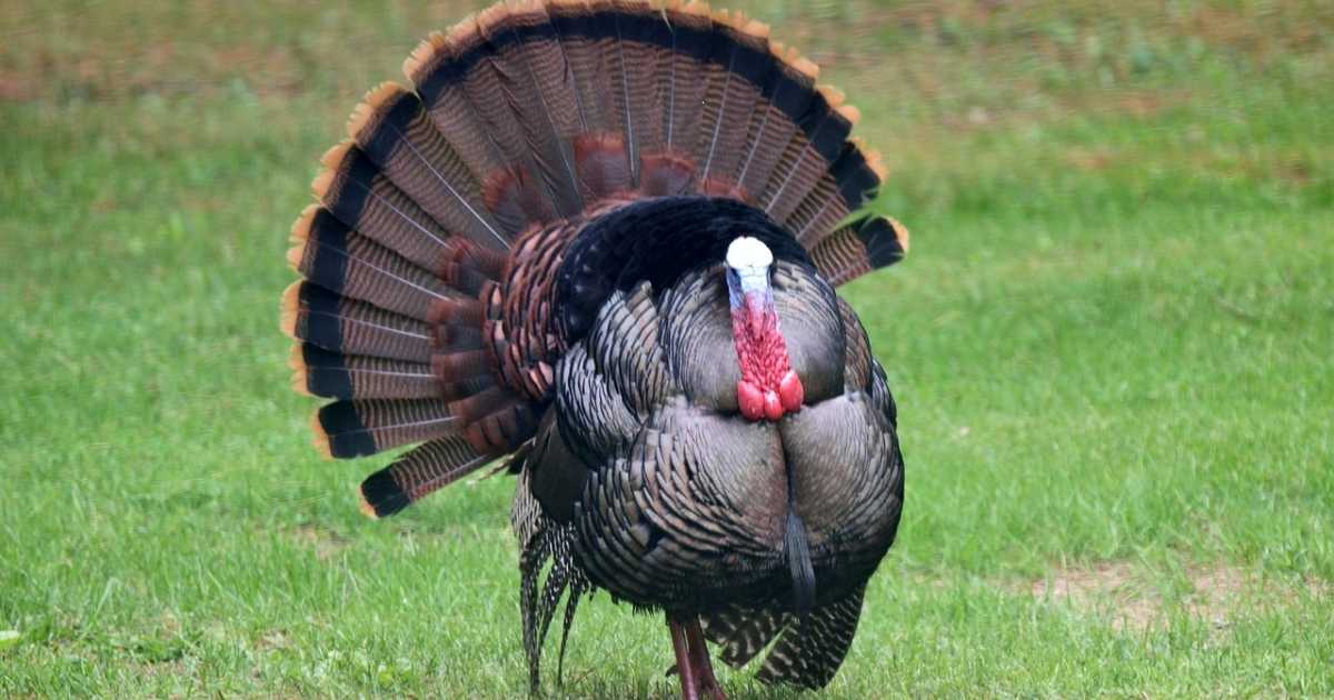 Famous Pet Names for Turkey
