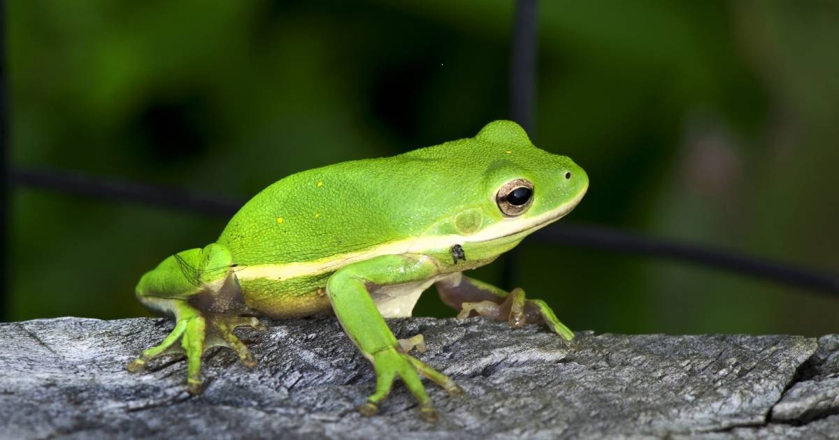 Female Frog and Toad Names