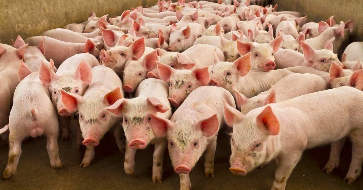 Unique Names for Pigs